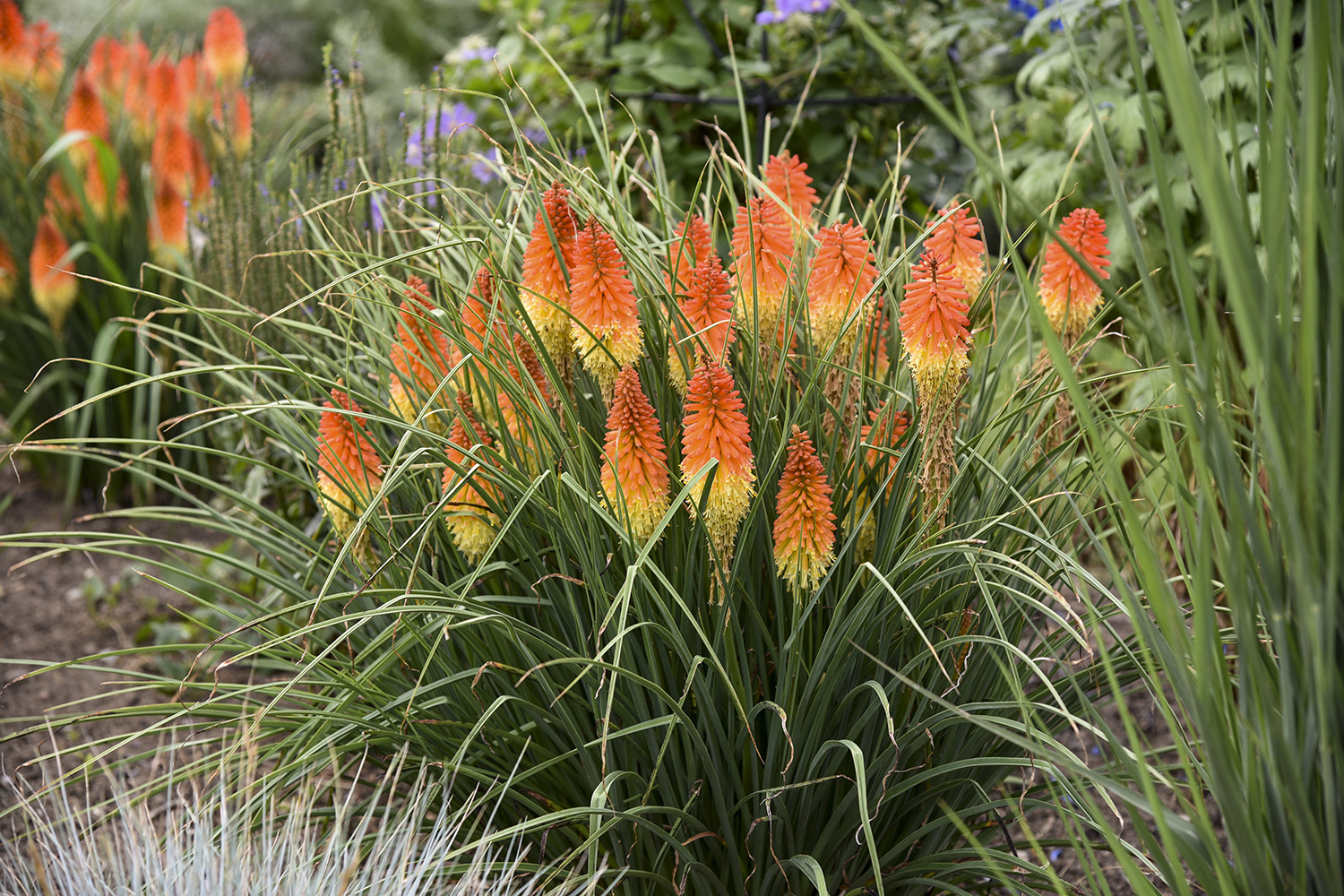 Kniphofia
